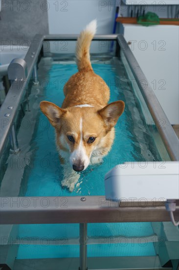 Dog rehabilitation on a water treadmill. animal health