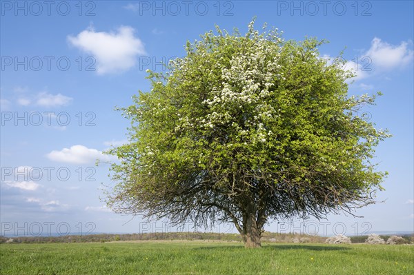 European pear