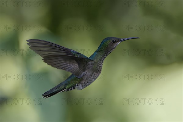 Female White necked Jacobin