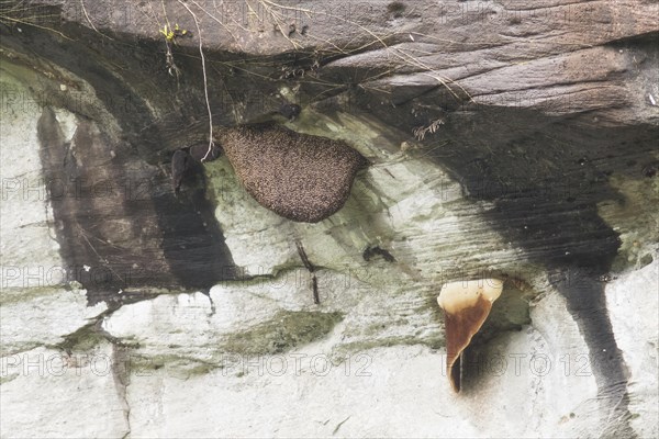 Swarm of himalayan giant honey bee