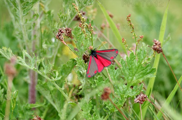 Cinnabar moth