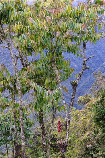 Vegetation in the Tropical Cloud Forest