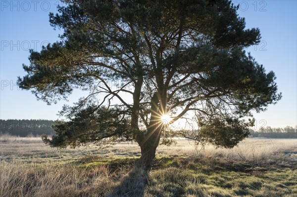 Scots pine