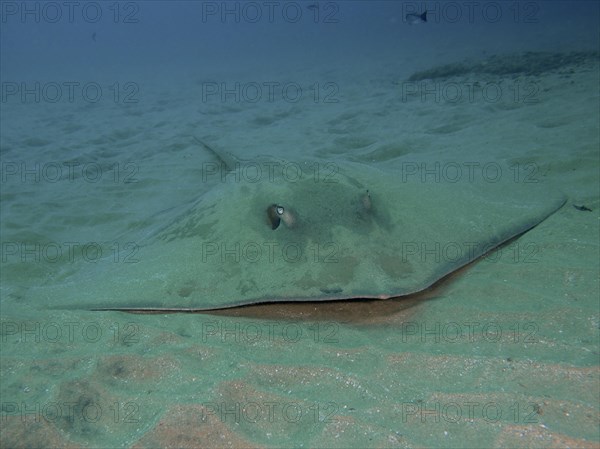 Dragon stingray