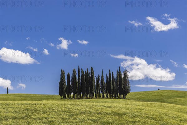 Cypress grove