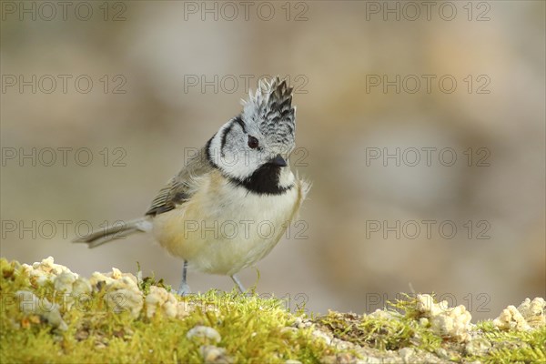 Crested Tit