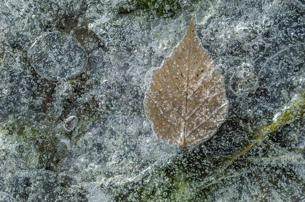 Bubbles with a tree leaf caught in ice formed on a river during an icy winter. Alsace