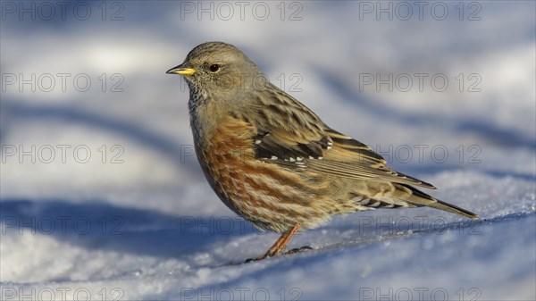 Alpine Accentor