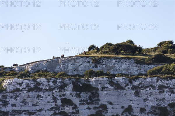 Chalk cliffs