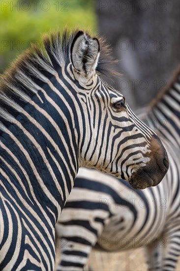 Plains Zebra of the subspecies crawshay's zebra