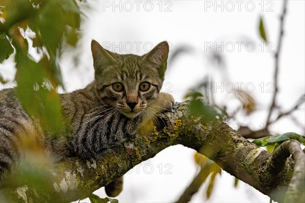 European domestic cat