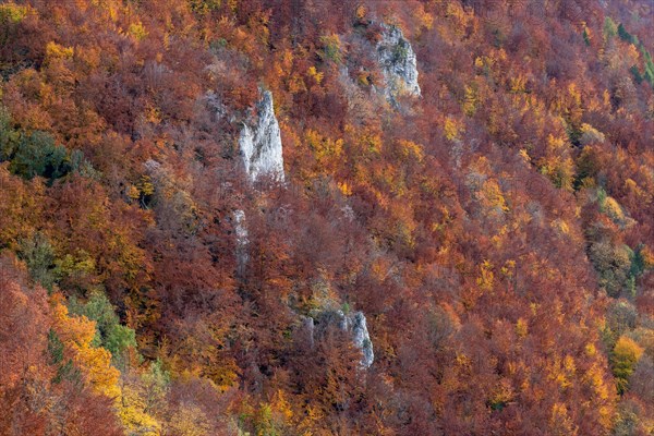 Autumn mixed forest