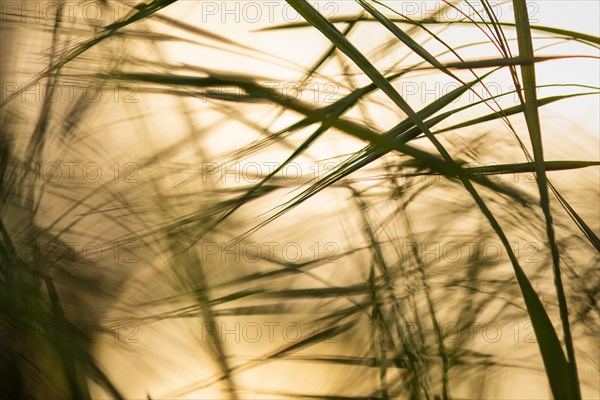 Reed in the evening light