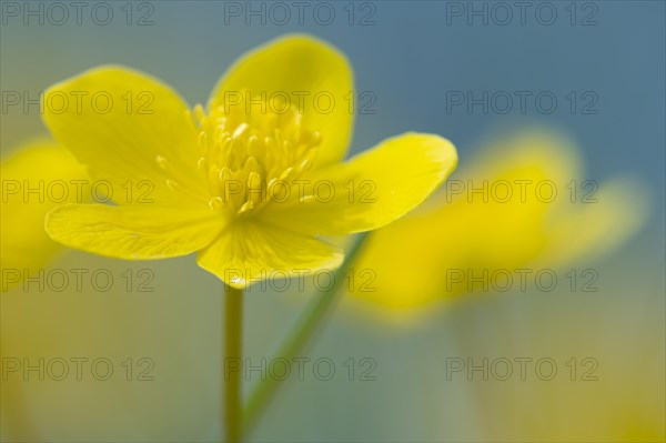 Marsh marigold