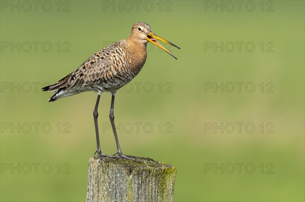 Calling black-tailed godwit