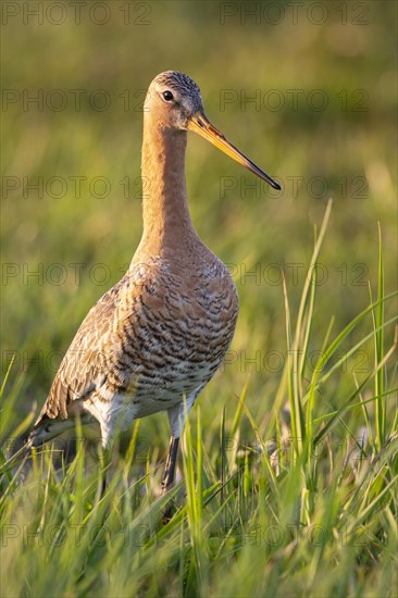 Black-tailed Godwit