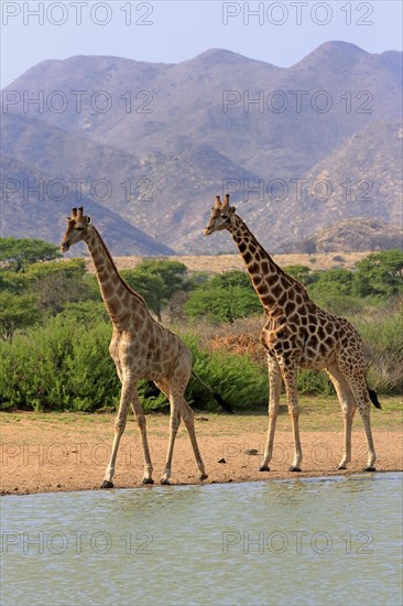 Southern giraffe