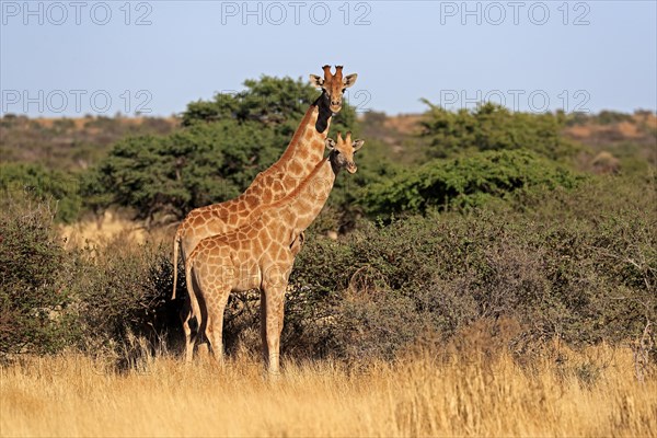 Southern giraffe