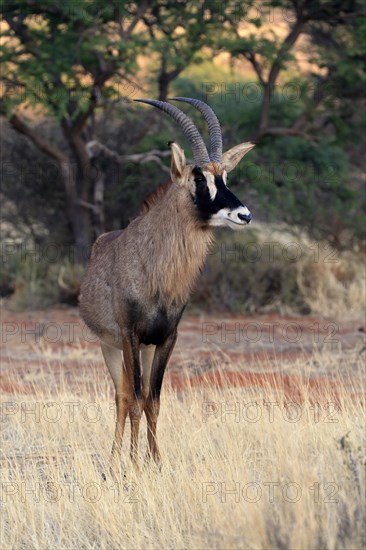 Roan antelope