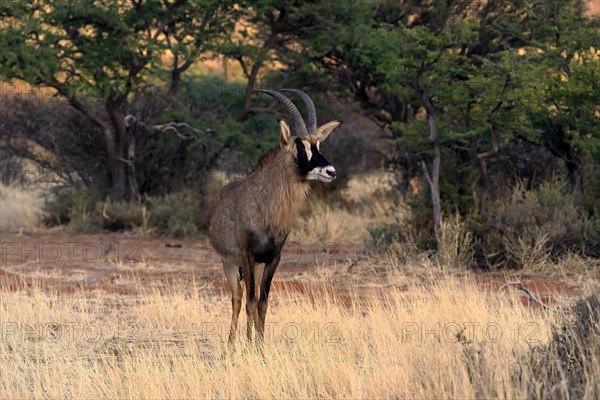 Roan antelope