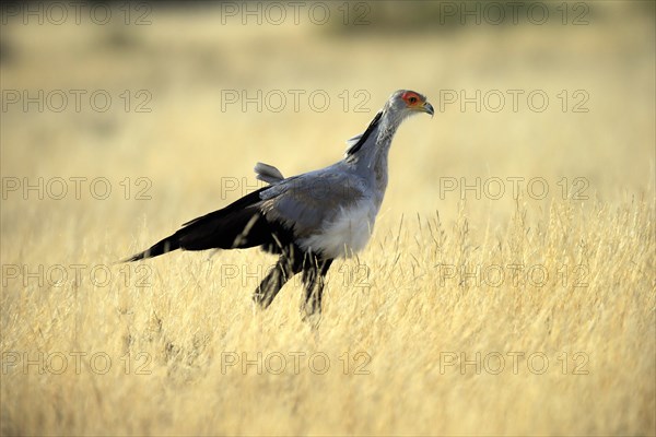 Secretary bird