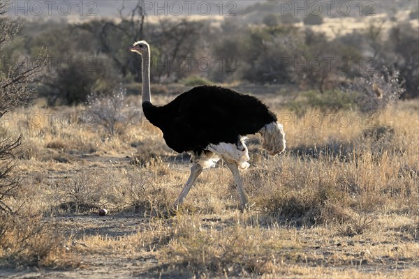 South African ostrich