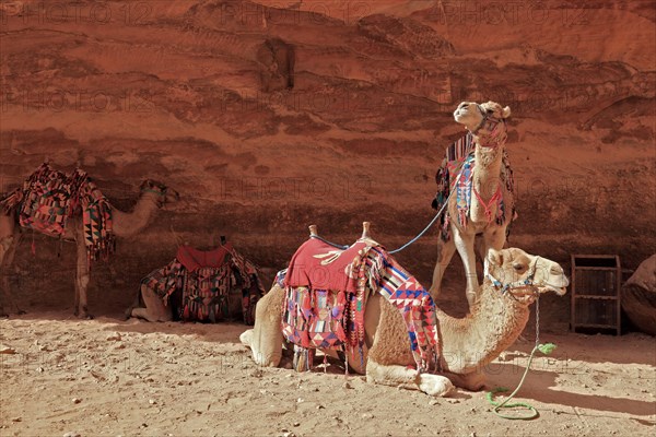 Camel riders