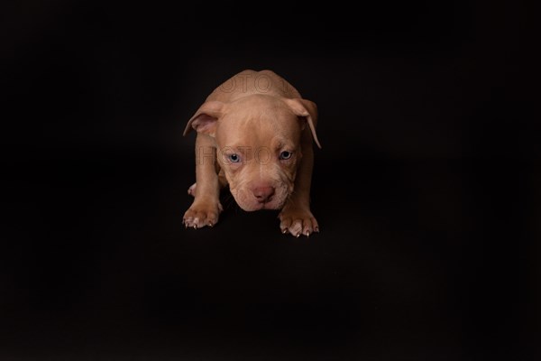 Puppy American Pit Bull Terrier sit on black background in studio