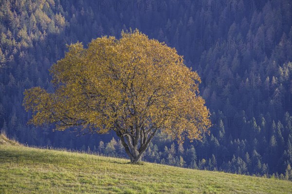 Meadow and single tree