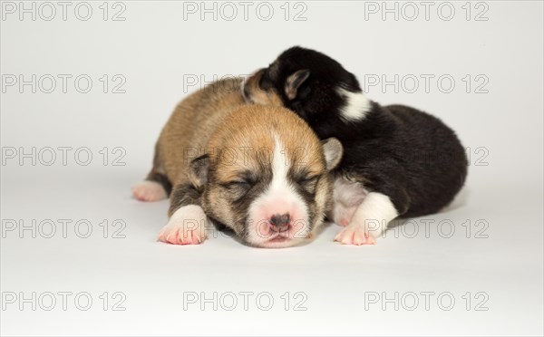 Ten days old puppies of the Welsh Corgi Pembroke