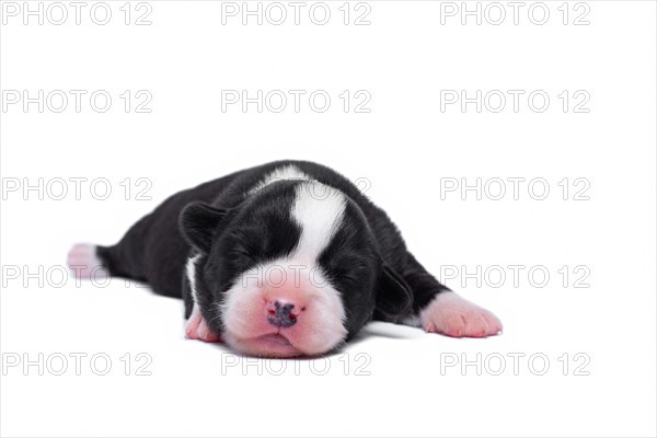 Ten days old excellent puppies of the Welsh Corgi Pembroke