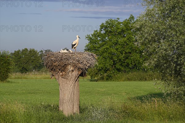 White Stork