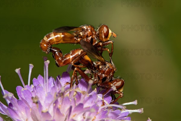 Common broad-headed blowfly mating sitting on purple flower right sighted