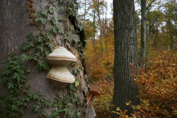 Common beech