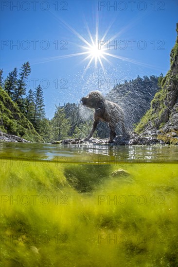 Lagotto Romagnolo outdoor