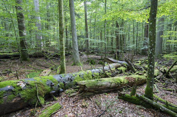 Near-natural mixed forest