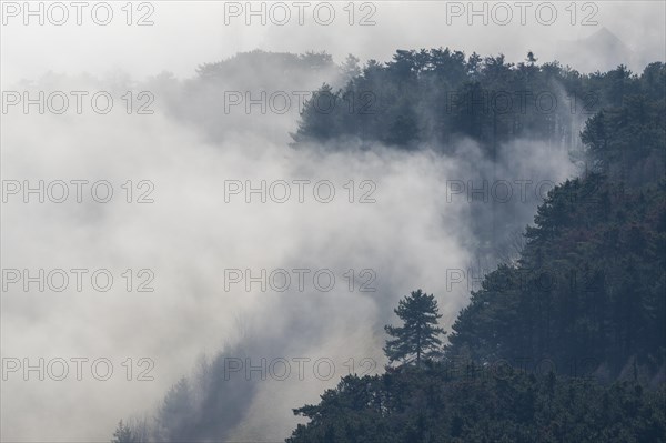 Clouds of mist in the forest