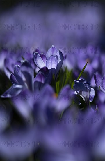 Purple spring crocus