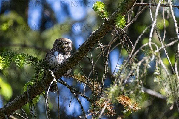 Pygmy Owl