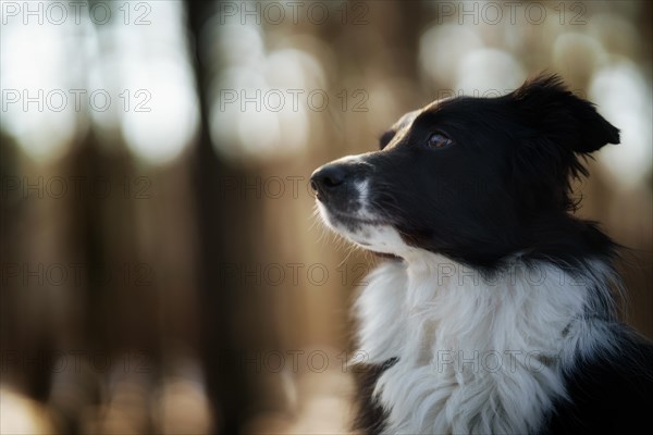 A Border Collie dog poses and shows various tricks in a somewhat wintery setting. Little snow