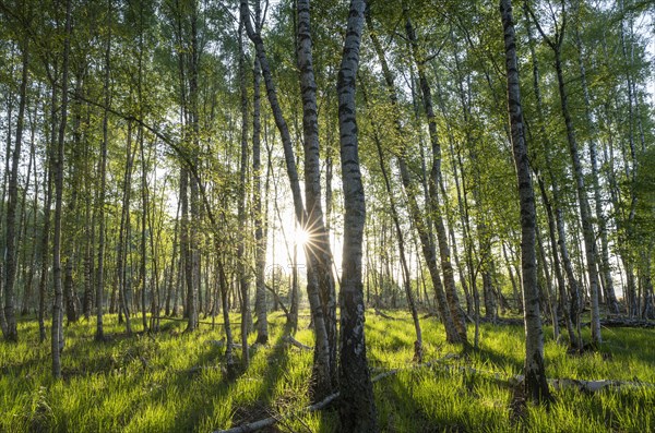 Bog birch