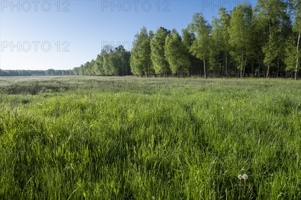 Wet meadow and birch