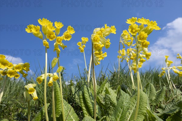 Meadow common cowslip