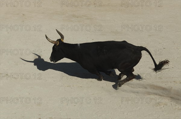 Bullfight in the arena of Saintes-Maries-de-la-Mer