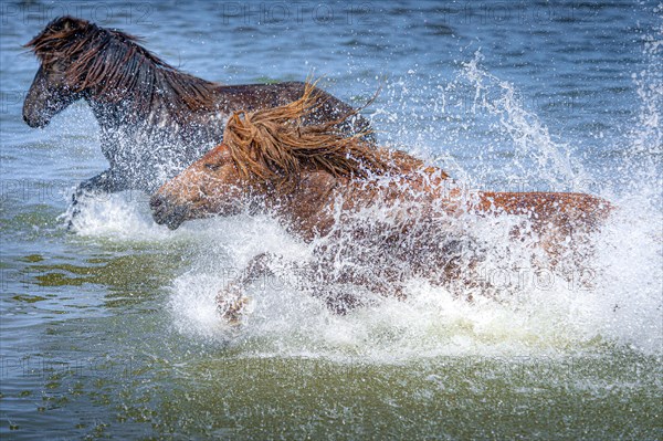 Two horses splashing in the water. Dornod Province. Mongolia