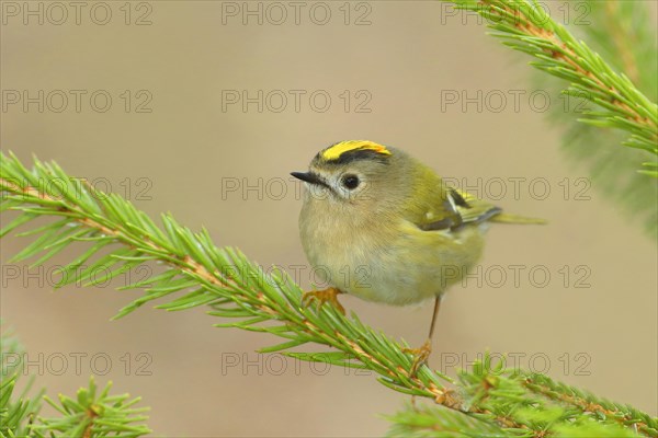 Winter Goldcrest