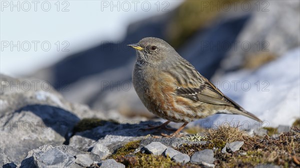 Alpine Accentor