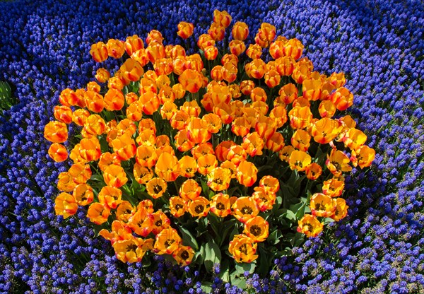 Blooming colorful tulip flowers in garden as floral background