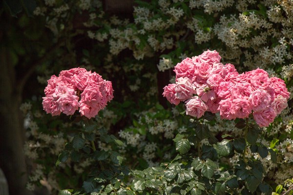 Blooming beautiful bunch of roses in spring garden