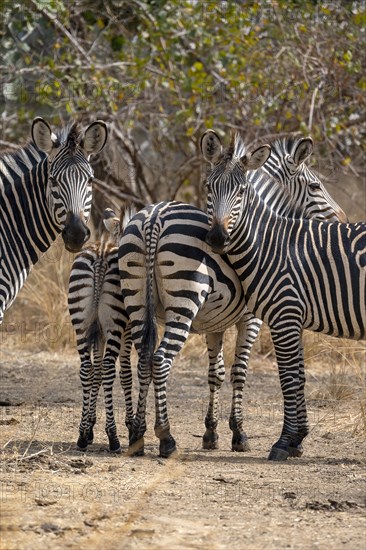 Plains Zebra of the subspecies crawshay's zebra